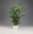 Chrysalidocarpus Lutescens